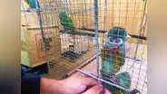 Dictan prisión preventiva contra choferes de bus por presunto tráfico de fauna silvestre en Huánuco