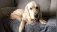 ¡27 días! Perro escapa de nuevo hogar y recorre 64 km para volver con dueños que lo abandonaron