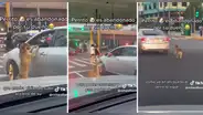 Perro es abandonado por su dueño en medio de la pista y usuarios se indignan: “¡Qué dolor!”