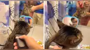 Gatito se 'pone' guapo y capta miradas en redes sociales: “Qué lindo michi”