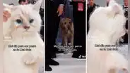 Met Gala 2023: perro se infiltra en la presentación de Jared Leto y su reacción es viral