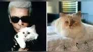 Conoce más sobre Choupette, la gata de Karl Lagerfeld que acompañó al diseñador en sus últimos años de vida