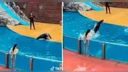 Lobo marino se niega a saludar con un beso a una participante durante su show: “La dejó ilusionada”