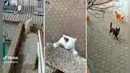 ¡Por un pelito! Gatito se salva de caer por un balcón y morir devorado por perros callejeros