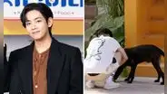 ¿Taehyung de BTS pagó atención a perro callejero en México?: parte de la historia sería falsa