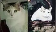 La historia de Creme Puff: el gato más longevo de la historia que llegó a vivir casi 40 años