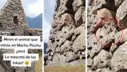 Turistas visitan Machu Picchu y quedan maravillados al ver una vizcacha: "¿La mascota de los incas?"