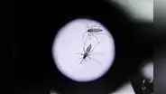 Dengue avanza y pone en alerta a autoridades del norte