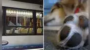 Conductor atropelló un perro, no lo auxilió y fue apuñalado por los dueños del animal