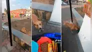 Joven hace delivery para llevar comida a perritos de la calle: "Gran labor"