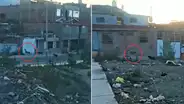 ¡Causó revuelo! Venado silvestre transitaba por calles de Cerro Colorado en Arequipa