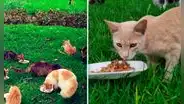 Alcalde de Miraflores anunció que cuidarán a los gatos que viven en el Parque Kennedy