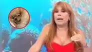 Magaly contrata 2 internistas para cuidar a su perrita Chanel tras cesárea: "No quiero que sufra"