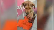 Fallece Stich, el perrito que sufrió una paliza solo por robar comida de panadería