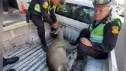 Apareció un venado andino en  las calles de Arequipa