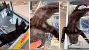 Gatito duerme sobre una congeladora de helados y enternece en redes sociales: “Qué lindo”