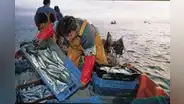 Produce: Hay que realizar algunas correcciones en la ley que protege las 5 millas marinas