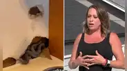 Mujer se muda a su nueva casa en EE. UU., pero descubre 10 serpientes escondidas en las paredes