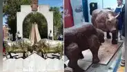 Pasteleros buscan recrear en tamaño real toros a base de chocolate en Arequipa: “Delicioso”