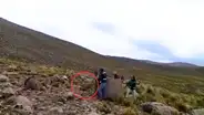 ¡Final feliz! Venado silvestre que caminaba por calles de Arequipa fue devuelto a su hábitat