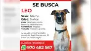 Familia pide ayuda para encontrar a su mascota perdida en San Martín de Porres