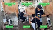 Enseñaba a jóvenes a ordeñar una vaca y un gatito quiso hacer “control de calidad” de la leche