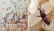 ¿Por qué aparecen gorgojos en el arroz y cómo puedo eliminarlos?