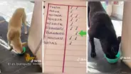 Mujer pasa lista a los perritos callejeros que se acercan a comer en su negocio: “¡Qué buen corazón!”