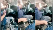 Chofer confunde la cabeza de su perrito con la palanca de cambios y genera risas en redes