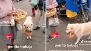 Perrita vende caramelos junto a su dueña a pesar de cojear y conmueve las redes sociales