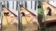 Conejo ‘ataca' a perrito y crean una bochornosa escena en redes: “¿Quién va a morder a quién?”