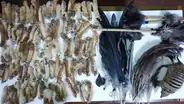Serfor decomisó 184 partes de animales silvestres y 7 taxidermizados de Feria las Alasitas en Puno