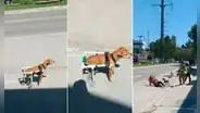 Regalan silla de ruedas a perrito callejero y termina ‘atropellando’ a transeúnte: “Sí funciona”