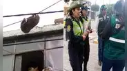 Alertan presencia de oso perezoso en Arequipa, pero no lo encuentran:  lo habrían escondido
