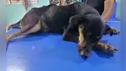 Piden ayuda para perro quemado con agua hervida en Piura