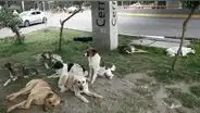 Sancionarán hasta con S/495 a familias que críen más de 3 perros en Arequipa