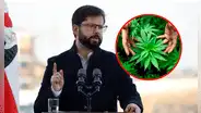 Gabriel Boric respalda a quienes cultivan el cannabis para uso medicinal: "No son delincuentes"