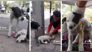 Perrita pide ayuda para que rescaten a su cachorro herido: “Cómo llora la madre”