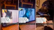 Perrito 'hace videollamada' con su mejor amigo y enternece en redes: "Los amo"