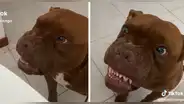 Pitbull imita a gato que le gruñe y enternece en redes sociales: “Qué hermoso”