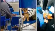 Joven lleva a su gatito a clases y enternece en redes: "El más inteligente del salón"