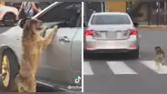 Perrito persigue a un taxi desesperadamente y es viral en redes sociales