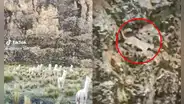 Turistas temieron lo peor cuando vieron un puma durante tour en Tacna: “Un lindo gatito”