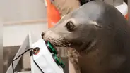 León marino sorprende en el mundo de los videojuegos gracias a su habilidad con los mandos