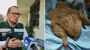 Oso perezoso fue hallado con hipotermia y anemia severa en Arequipa