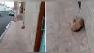 Hombre quiso acercarse a perrito, pero resultó que era una piedra: "Sufrir de miopía es complicado"