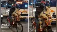 Perrito motociclista causa furor junto a su dueño en Cusco: “¡Qué ternura!”