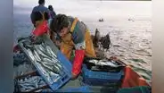 Produce emitió lineamientos para formalizar a pescadores artesanales del norte del país