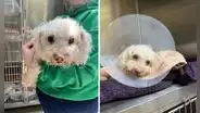 Rescatan a perrito desmayado con sobredosis en EE. UU.: el dueño compartía drogas con el animal