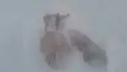 Senamhi advierte descenso de temperaturas acompañadas de heladas en zonas altas de Arequipa